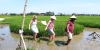 Wet Rice Growing Experience ( small group bike tour )