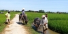 Wet Rice Growing Experience ( small group bike tour )