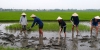 Wet Rice Growing Experience ( small group bike tour )