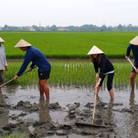 Wet Rice Growing Experience ( small group bike tour )